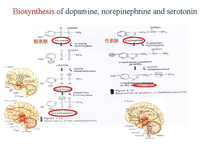 Biosynthesis of dopamine, norepinephrine and serotonin 酪氨酸 色氨酸 