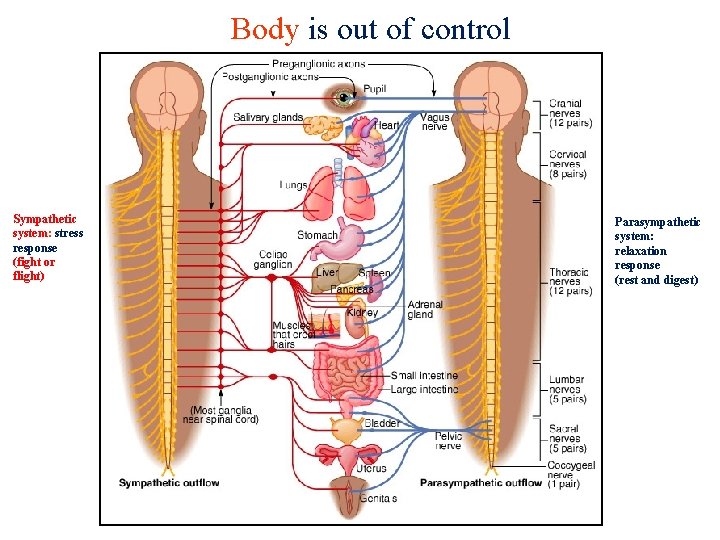 Body is out of control Sympathetic system: stress response (fight or flight) Parasympathetic system:
