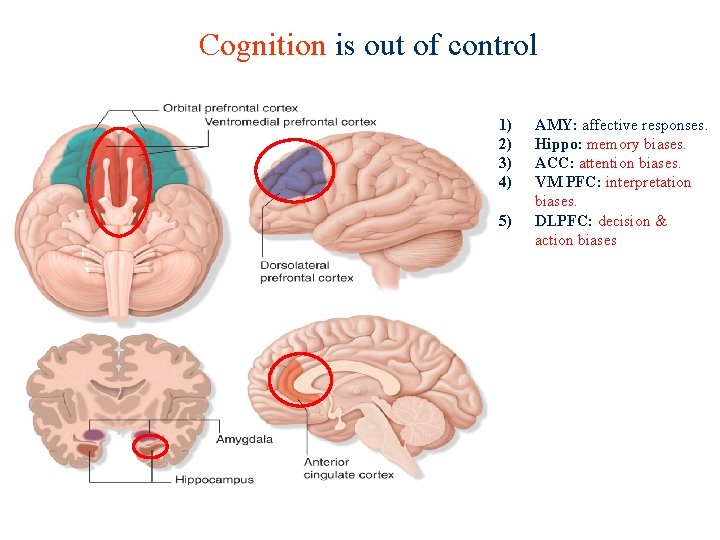 Cognition is out of control 1) 2) 3) 4) 5) AMY: affective responses. Hippo: