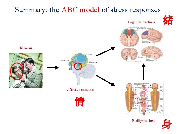 Summary: the ABC model of stress responses Cognitive reactions 緒 Situation Affective reactions 情