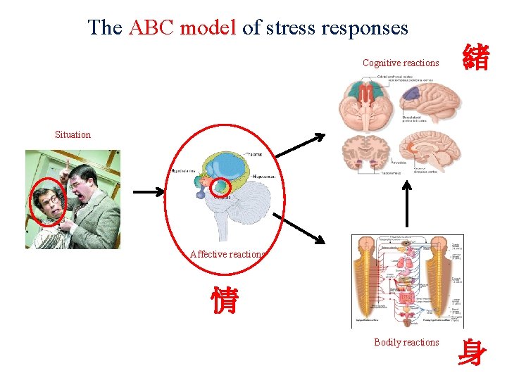 The ABC model of stress responses Cognitive reactions 緒 Situation Affective reactions 情 Bodily