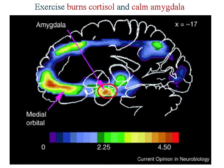 Exercise burns cortisol and calm amygdala 