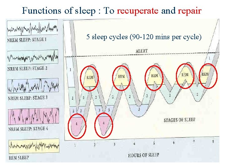 Functions of sleep : To recuperate and repair 5 sleep cycles (90 -120 mins