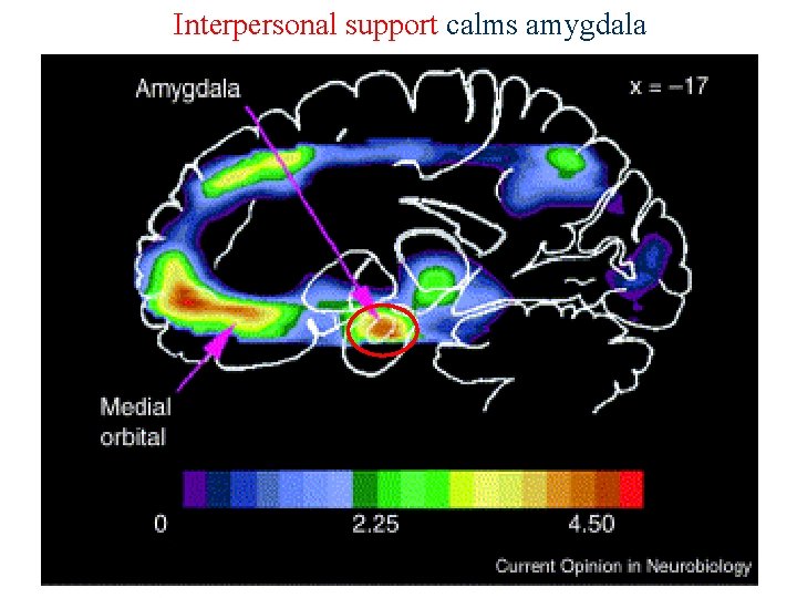 Interpersonal support calms amygdala 