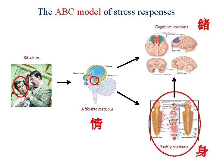 The ABC model of stress responses Cognitive reactions 緒 Situation Affective reactions 情 Bodily