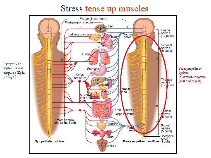 Stress tense up muscles Sympathetic system: stress response (fight or flight) Parasympathetic system: relaxation