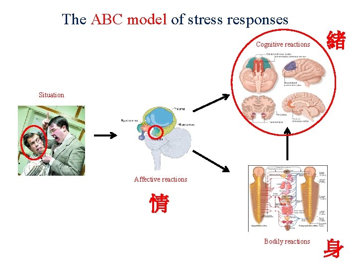 The ABC model of stress responses Cognitive reactions 緒 Situation Affective reactions 情 Bodily
