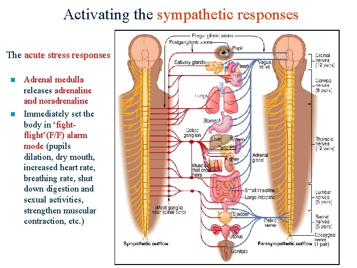 Activating the sympathetic responses The acute stress responses n n Adrenal medulla releases adrenaline