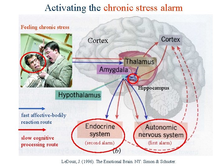 Activating the chronic stress alarm Feeling chronic stress Cortex Hippocampus fast affective-bodily reaction route