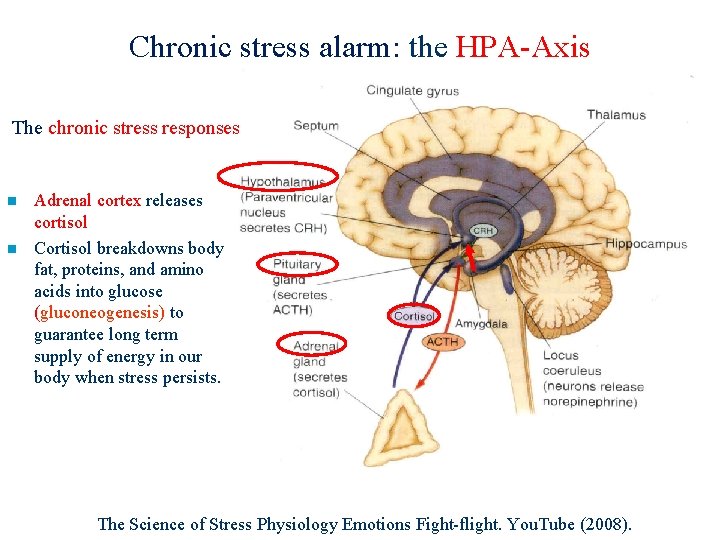 Chronic stress alarm: the HPA-Axis The chronic stress responses n n Adrenal cortex releases