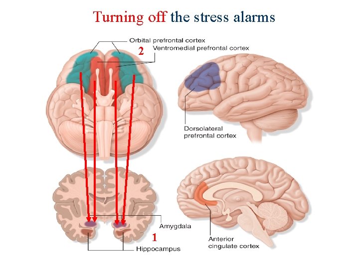 Turning off the stress alarms 2 1 
