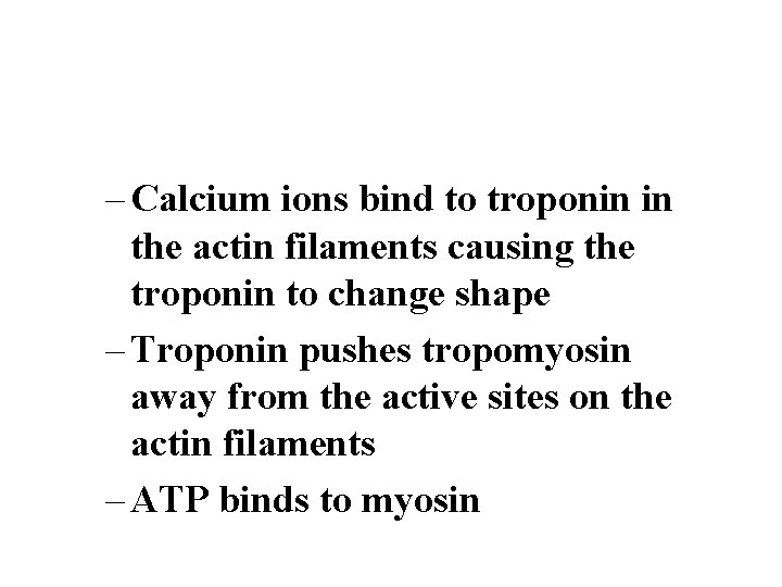 – Calcium ions bind to troponin in the actin filaments causing the troponin to