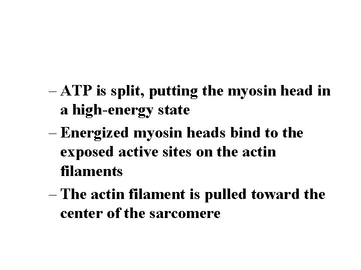 – ATP is split, putting the myosin head in a high-energy state – Energized