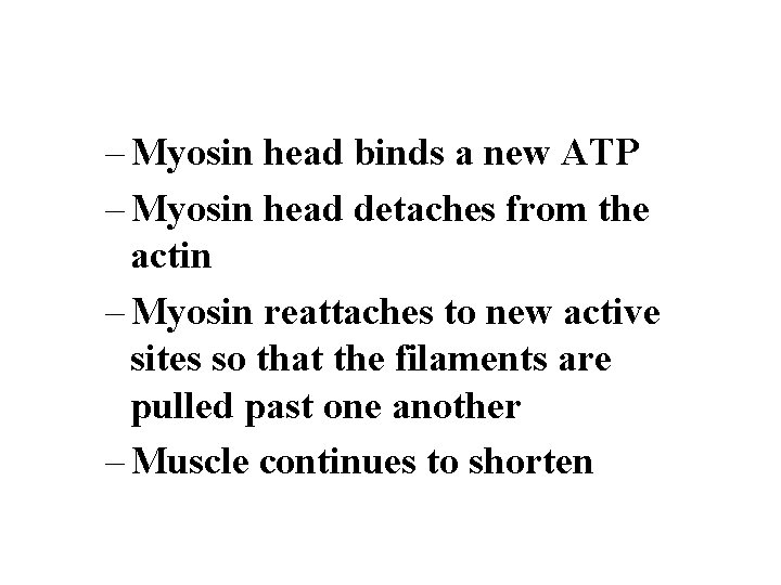 – Myosin head binds a new ATP – Myosin head detaches from the actin