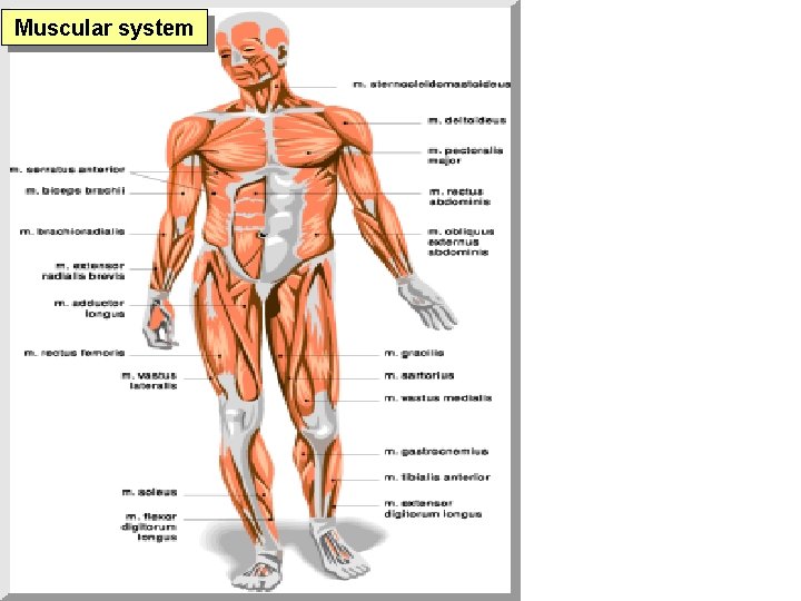 Muscular system 