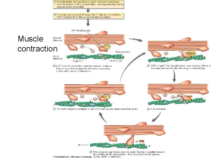 Muscle contraction 