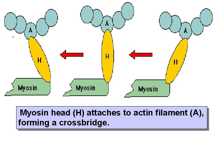 Myosin head (H) attaches to actin filament (A), forming a crossbridge. 