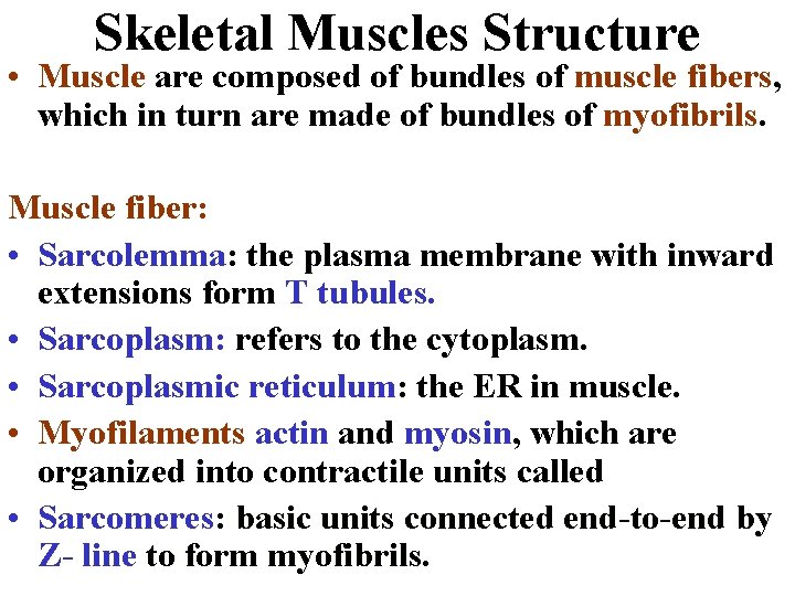 Skeletal Muscles Structure • Muscle are composed of bundles of muscle fibers, which in