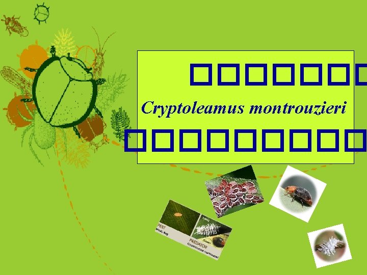 ������� Cryptoleamus montrouzieri ����� 