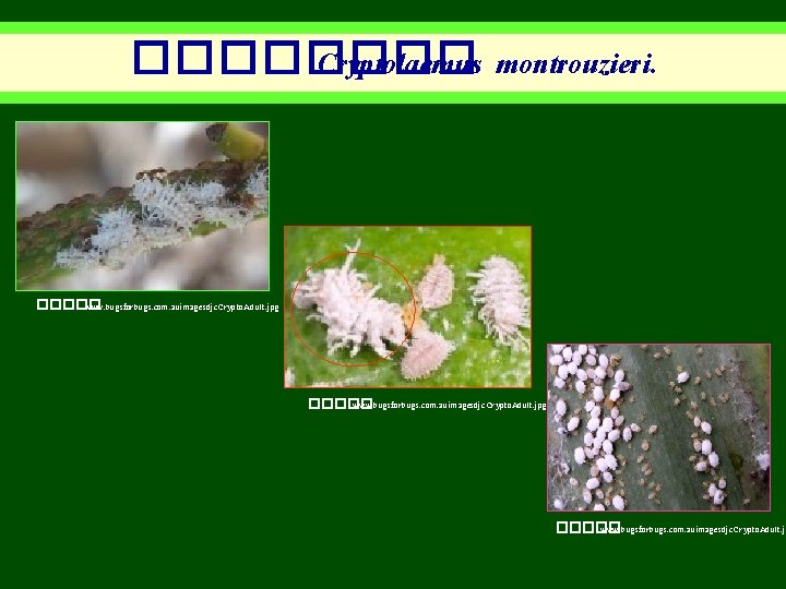 ���� Cryptolaemus montrouzieri. ����� : www. bugsforbugs. com. auimagesdjc. Crypto. Adult. jpg ����� :
