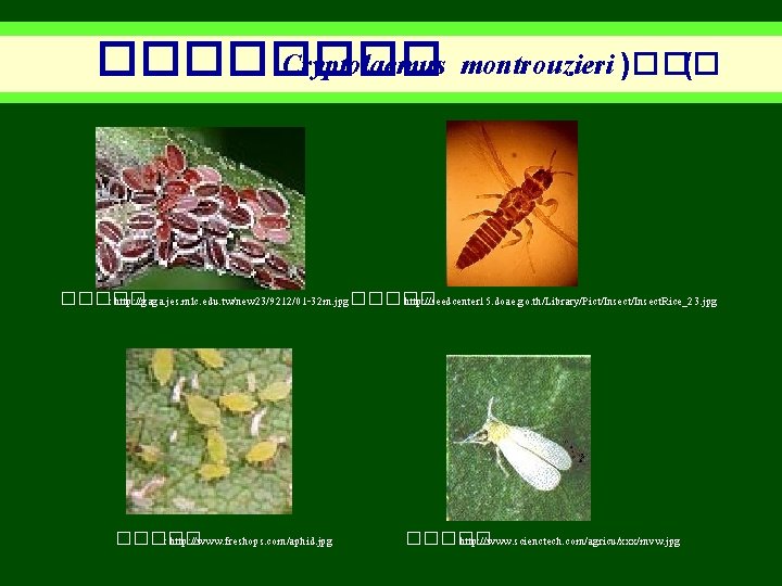 ���� Cryptolaemus montrouzieri )��� ( ����� : http: //gaga. jes. mlc. edu. tw/new 23/9212/01