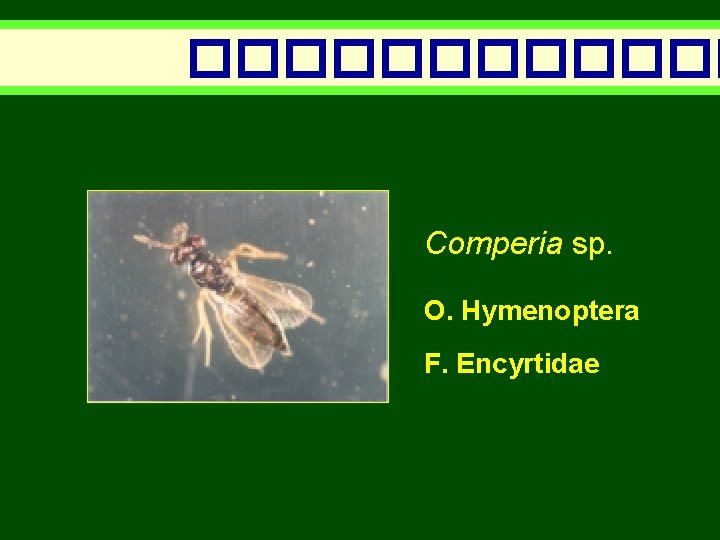 ������ Comperia sp. O. Hymenoptera F. Encyrtidae 