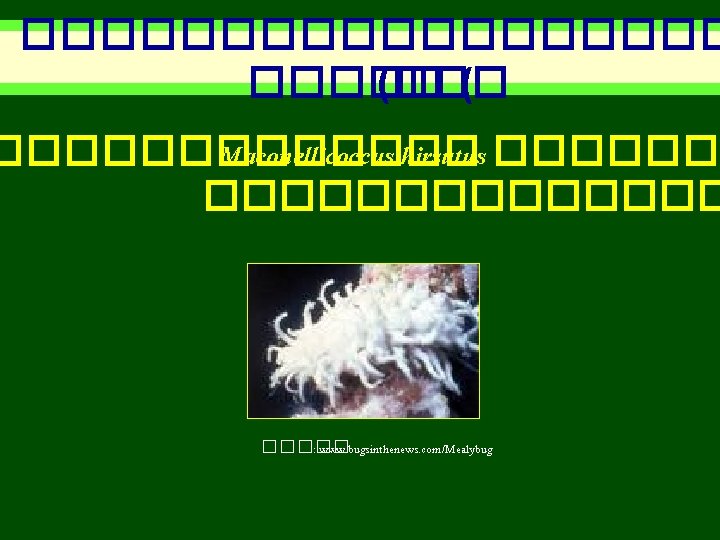 ��������� ( ������� Maconellicoccus hirsutus ���������� : www. bugsinthenews. com/Mealybug 