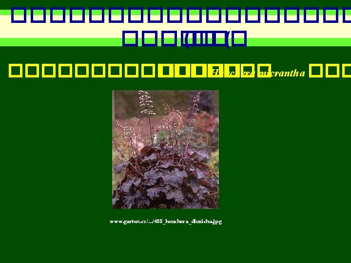 ��������� ( �������� Heuchera micrantha ��� www. garten. cz/. . . /488_heuchera_dluzicha. jpg 