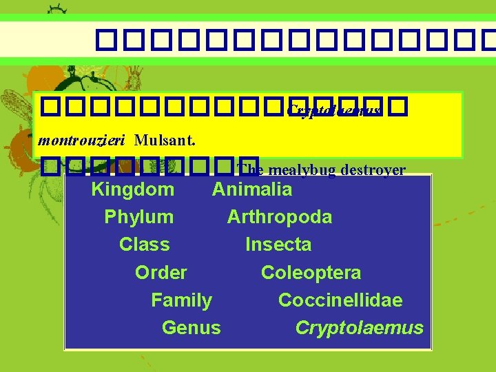 ��������������� Cryptolaemus montrouzieri Mulsant. ����� The mealybug destroyer Kingdom Animalia Phylum Arthropoda Class Insecta