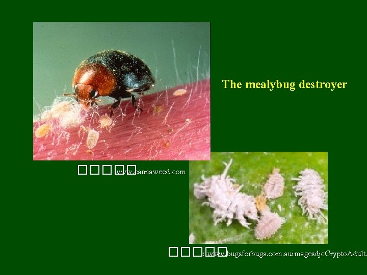 The mealybug destroyer ����� : www. cannaweed. com ����� : www. bugsforbugs. com. auimagesdjc.