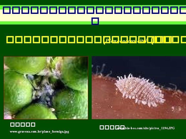 ���������� � ���������� (Planococcus citri (����� : www. gravena. com. br/plano_formiga. jpg ����� :