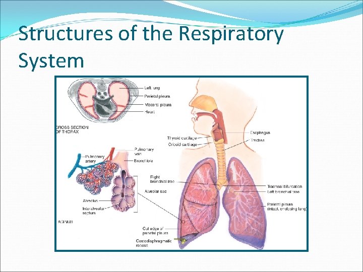 Structures of the Respiratory System 