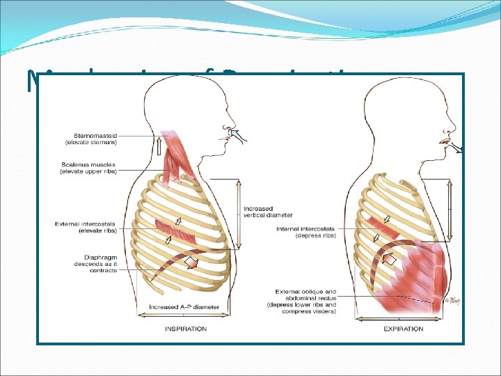 Mechanics of Respiration 