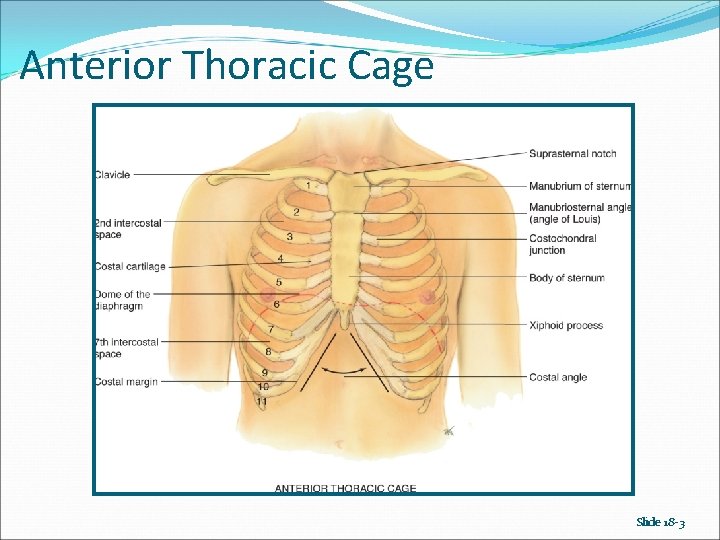 Anterior Thoracic Cage Slide 18 -3 