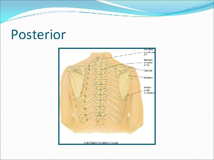 Posterior 