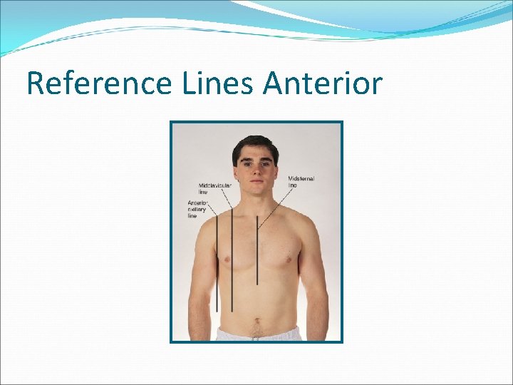 Reference Lines Anterior 
