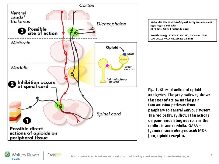 Molecular Mechanisms of Opioid Receptor-dependent Signaling and Behavior. Al-Hasani, Ream; Bruchas, Michael Anesthesiology. 115(6):