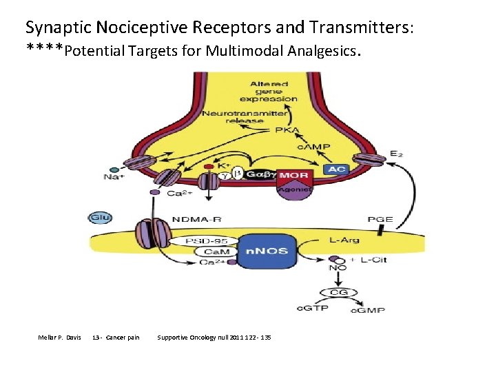 Synaptic Nociceptive Receptors and Transmitters: ****Potential Targets for Multimodal Analgesics. Mellar P. Davis 13