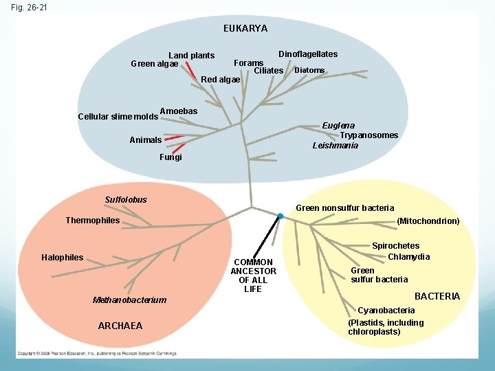 Fig. 26 -21 EUKARYA Dinoflagellates Forams Ciliates Diatoms Red algae Land plants Green algae