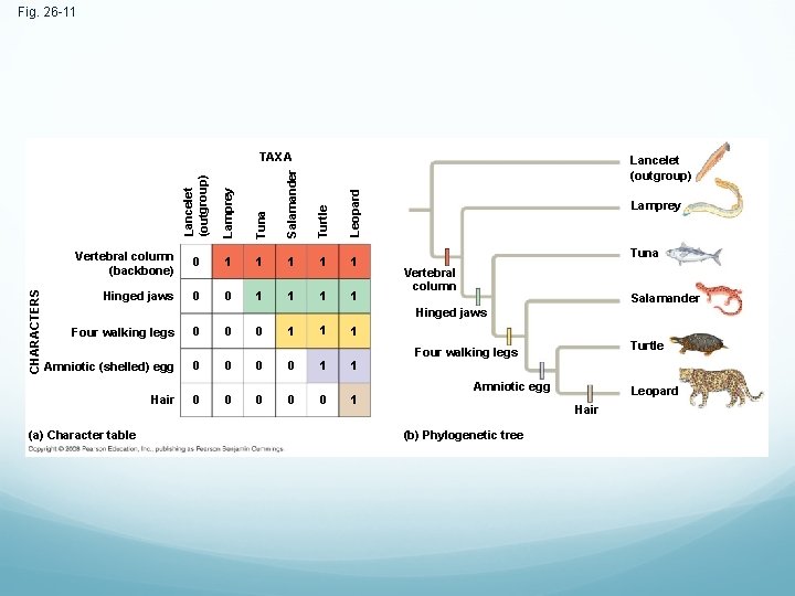 Fig. 26 -11 Lamprey Tuna Salamander Turtle Leopard Lancelet (outgroup) CHARACTERS TAXA Vertebral column