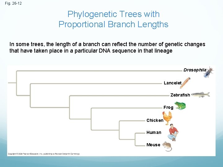 Fig. 26 -12 Phylogenetic Trees with Proportional Branch Lengths In some trees, the length