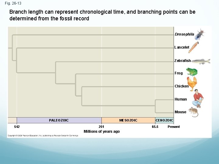Fig. 26 -13 Branch length can represent chronological time, and branching points can be