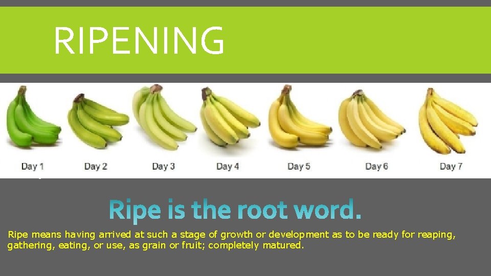 RIPENING This is a medium-sized, oval, yellowishred peach of good quality, ripening in September.