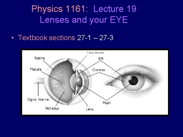 Physics 1161: Lecture 19 Lenses and your EYE • Textbook sections 27 -1 –