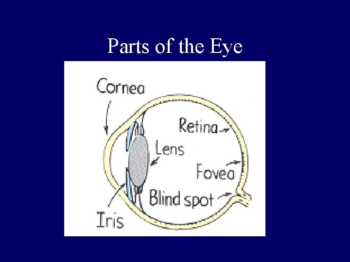 Parts of the Eye 