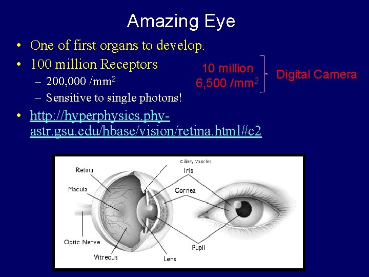 Amazing Eye • One of first organs to develop. • 100 million Receptors 10