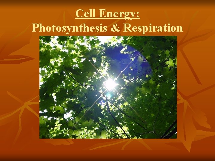 Cell Energy: Photosynthesis & Respiration 