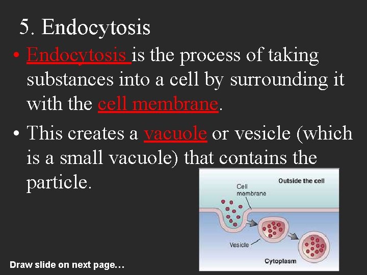 5. Endocytosis • Endocytosis is the process of taking substances into a cell by