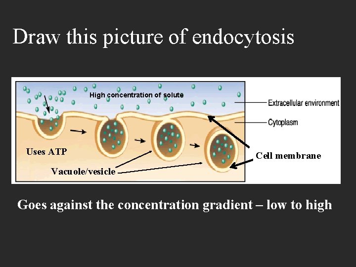 Draw this picture of endocytosis High concentration of solute Uses ATP Cell membrane Vacuole/vesicle