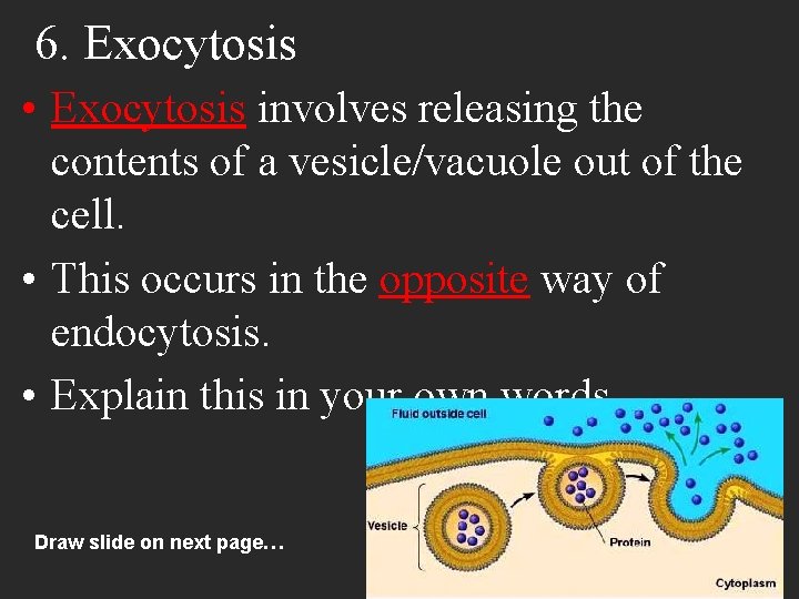 6. Exocytosis • Exocytosis involves releasing the contents of a vesicle/vacuole out of the